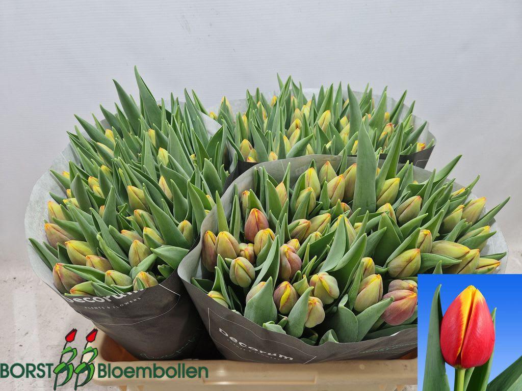 Срезанные цветы оптом Tulipa si rambo от 150шт из Голландии с доставкой по России