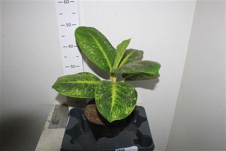 Горшечные цветы и растения оптом Aglao Lemon Mint от 1шт из Голландии с доставкой по России