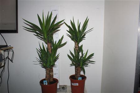 Горшечные цветы и растения оптом Yucca 60-30 Cm от 1шт из Голландии с доставкой по России