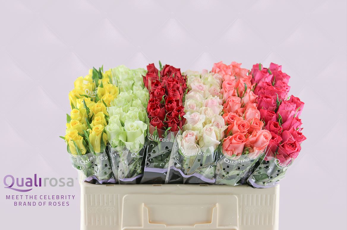Срезанные цветы оптом Rosa large mix rainbow (mixbunch) от 120шт из Голландии с доставкой по России