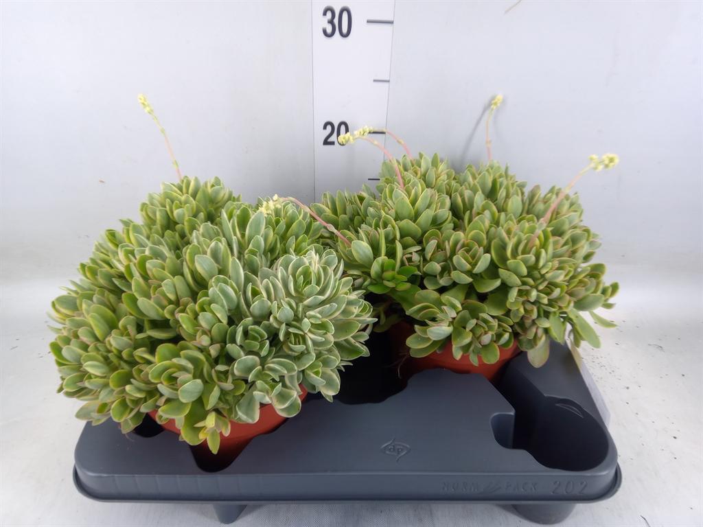 Горшечные цветы и растения оптом Crassula   ... от 2шт из Голландии с доставкой по России