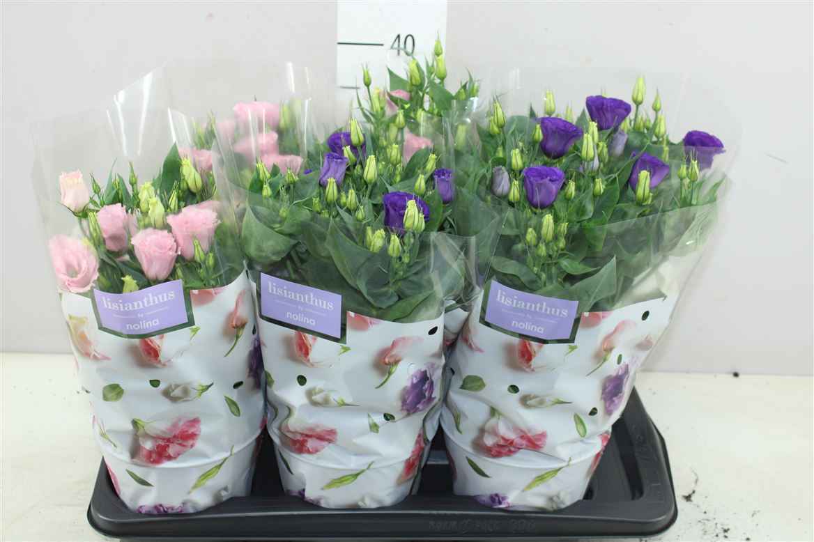 Горшечные цветы и растения оптом Eustoma Julietta Gemengd от 6шт из Голландии с доставкой по России