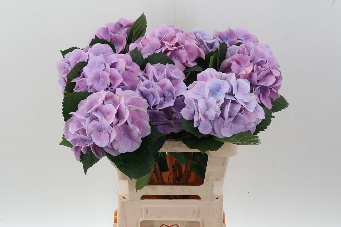 Срезанные цветы оптом Hydrangea marsepein milka от 10шт из Голландии с доставкой по России