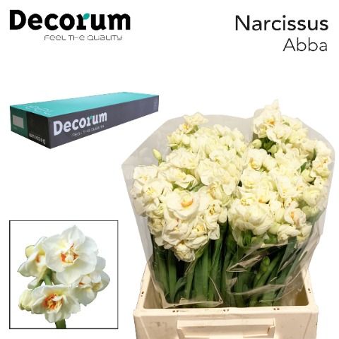 Срезанные цветы оптом Narcissus sp abba от 300шт из Голландии с доставкой по России