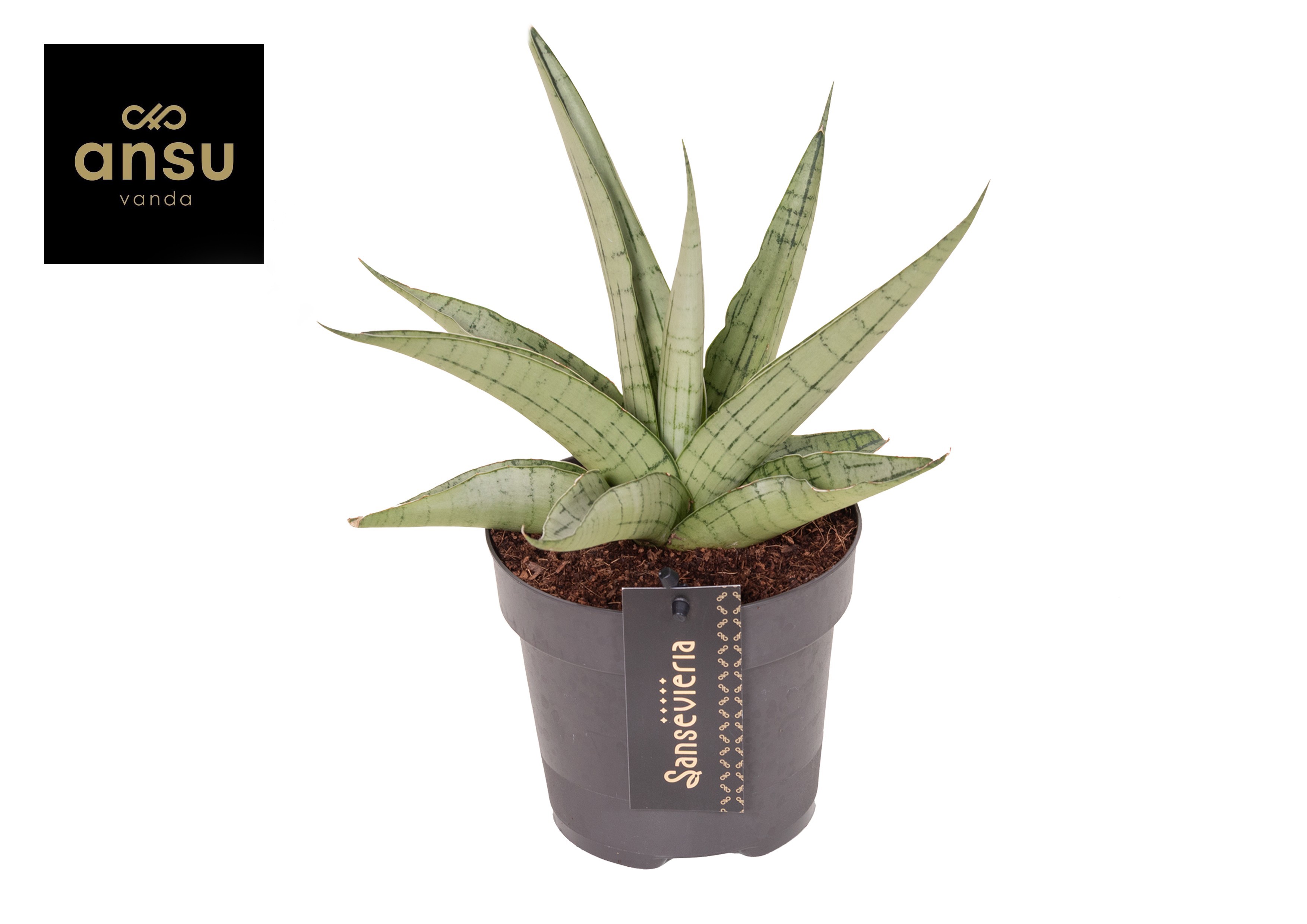 Горшечные цветы и растения оптом Sansevieria Comet Pastel Grey No. 3 от 10шт из Голландии с доставкой по России