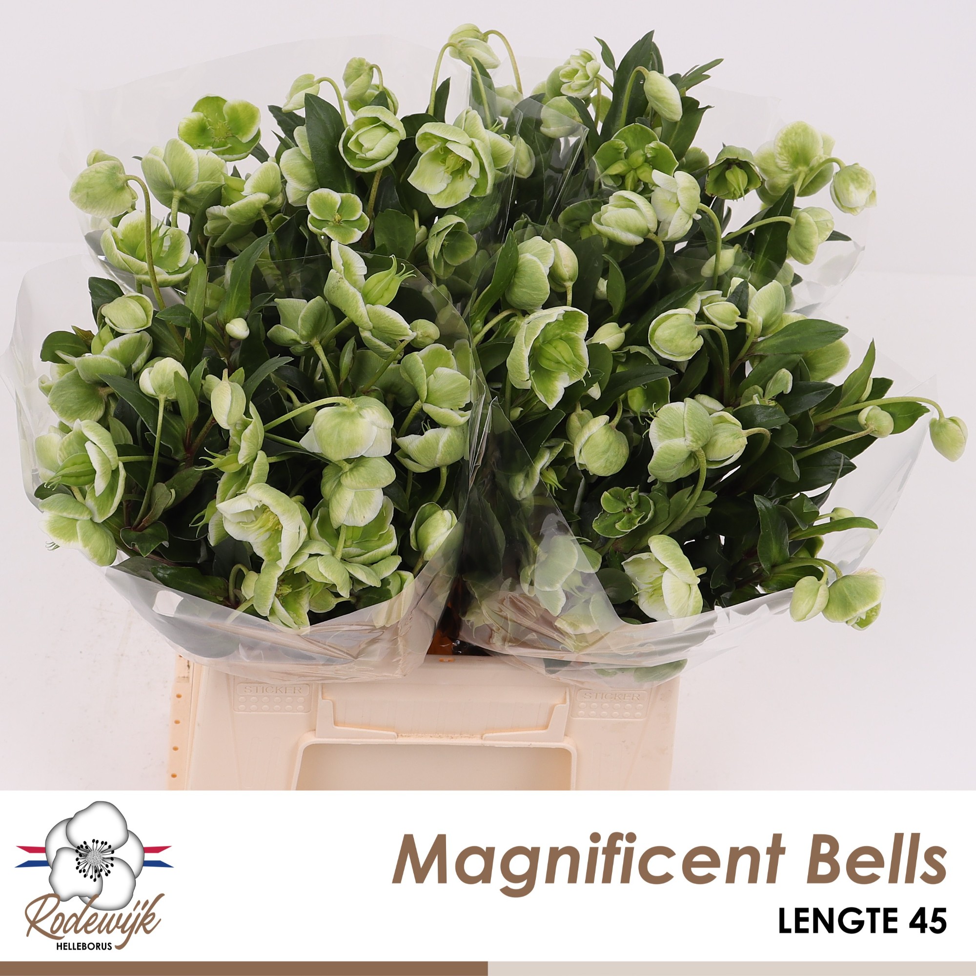 Срезанные цветы оптом Helleborus magnificent bells от 20шт из Голландии с доставкой по России