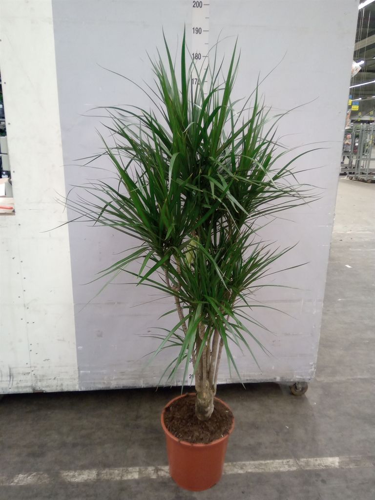 Горшечные цветы и растения оптом Dracaena Marg. от 1шт из Голландии с доставкой по России