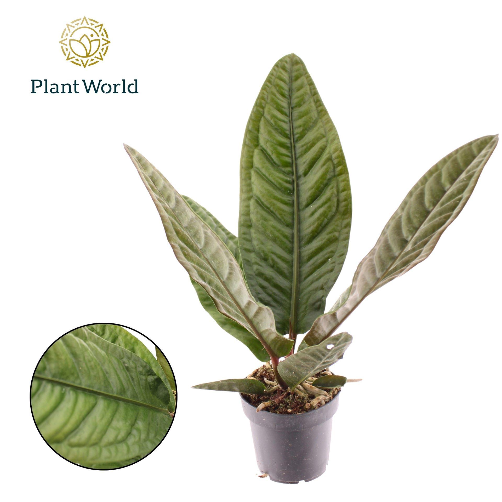 Горшечные цветы и растения оптом Anthurium   ... от 5шт из Голландии с доставкой по России