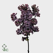 Срезанные цветы оптом Syringa andenken an ludwig spaeth от 60шт из Голландии с доставкой по России