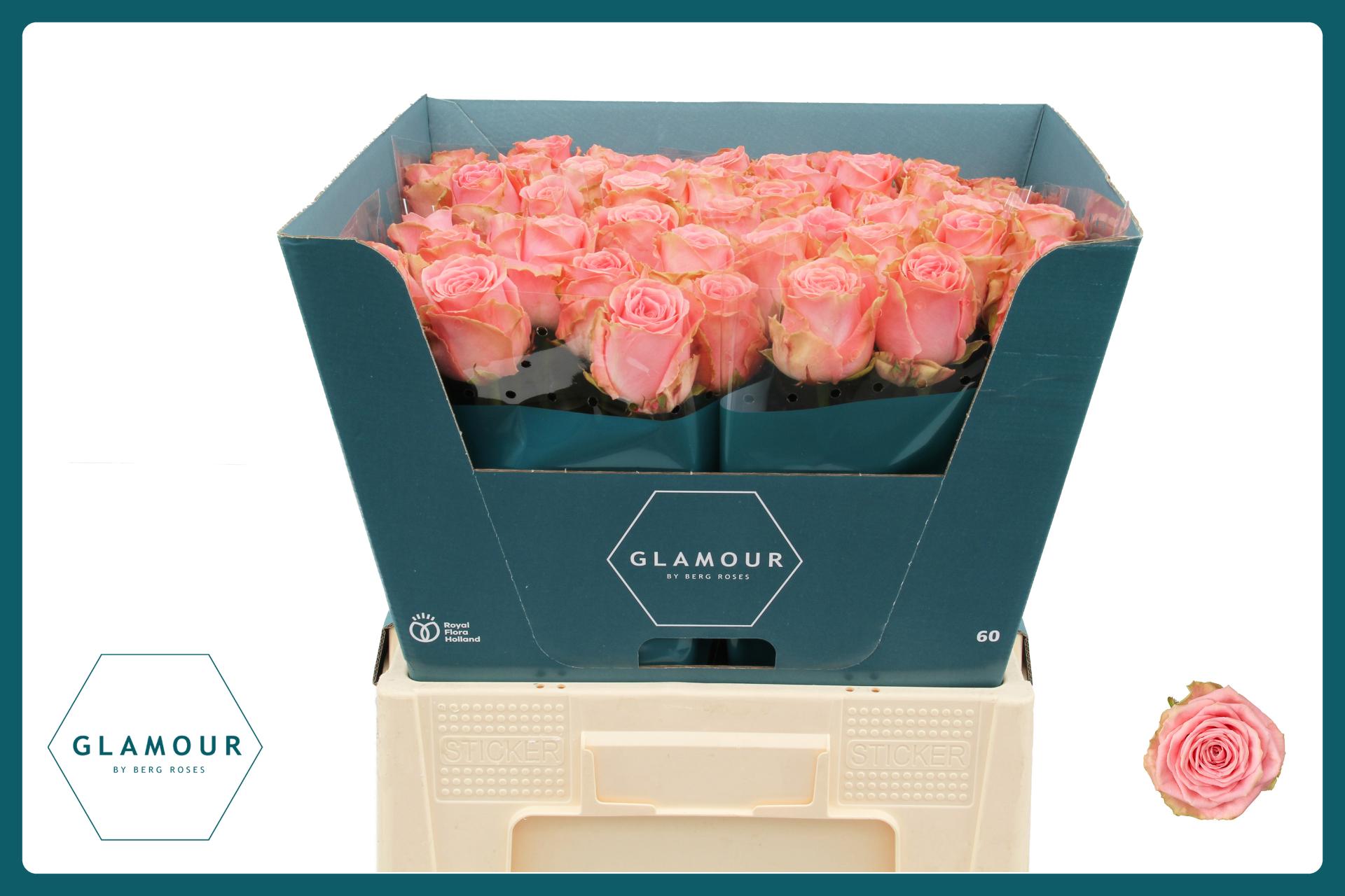 Срезанные цветы оптом Rosa large sophia loren от 50шт из Голландии с доставкой по России