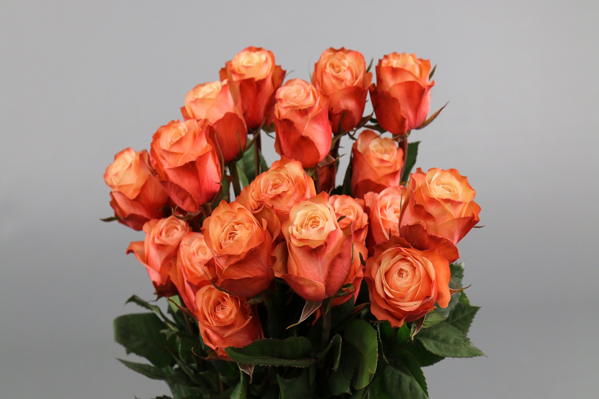 Срезанные цветы оптом Rosa ec kahala от 100шт из Голландии с доставкой по России