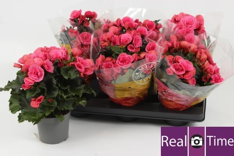 Горшечные цветы и растения оптом Beg Du Berseba от 6шт (для телеги) из Голландии с доставкой по России