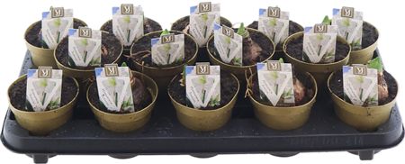 Горшечные цветы и растения оптом Hipp 2 Taki White Kolibri от 14шт из Голландии с доставкой по России