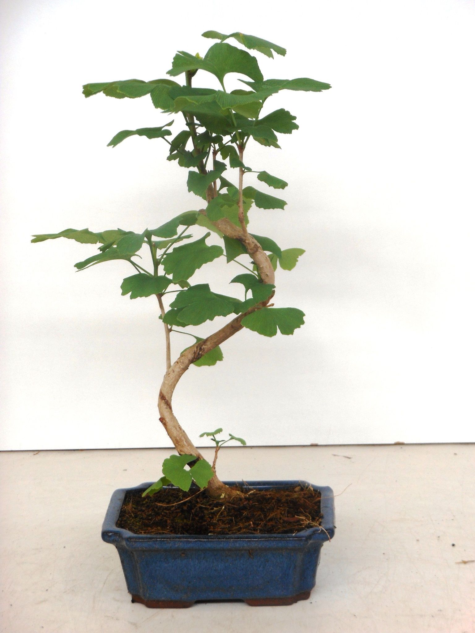 Горшечные цветы и растения оптом Ginkgo Biloba Shape With Driptray от 5шт из Голландии с доставкой по России