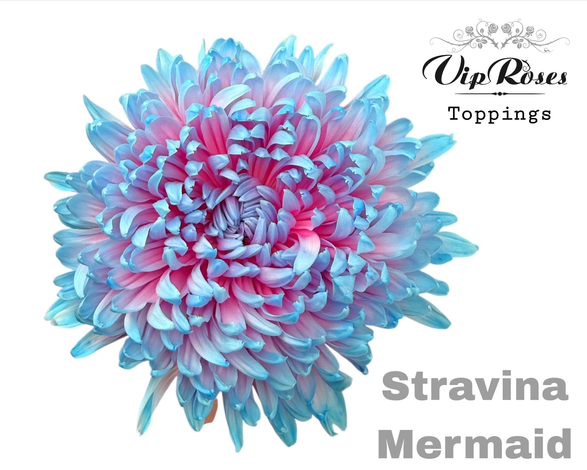 Срезанные цветы оптом Chrys bl paint stravina mermaid от 20шт из Голландии с доставкой по России