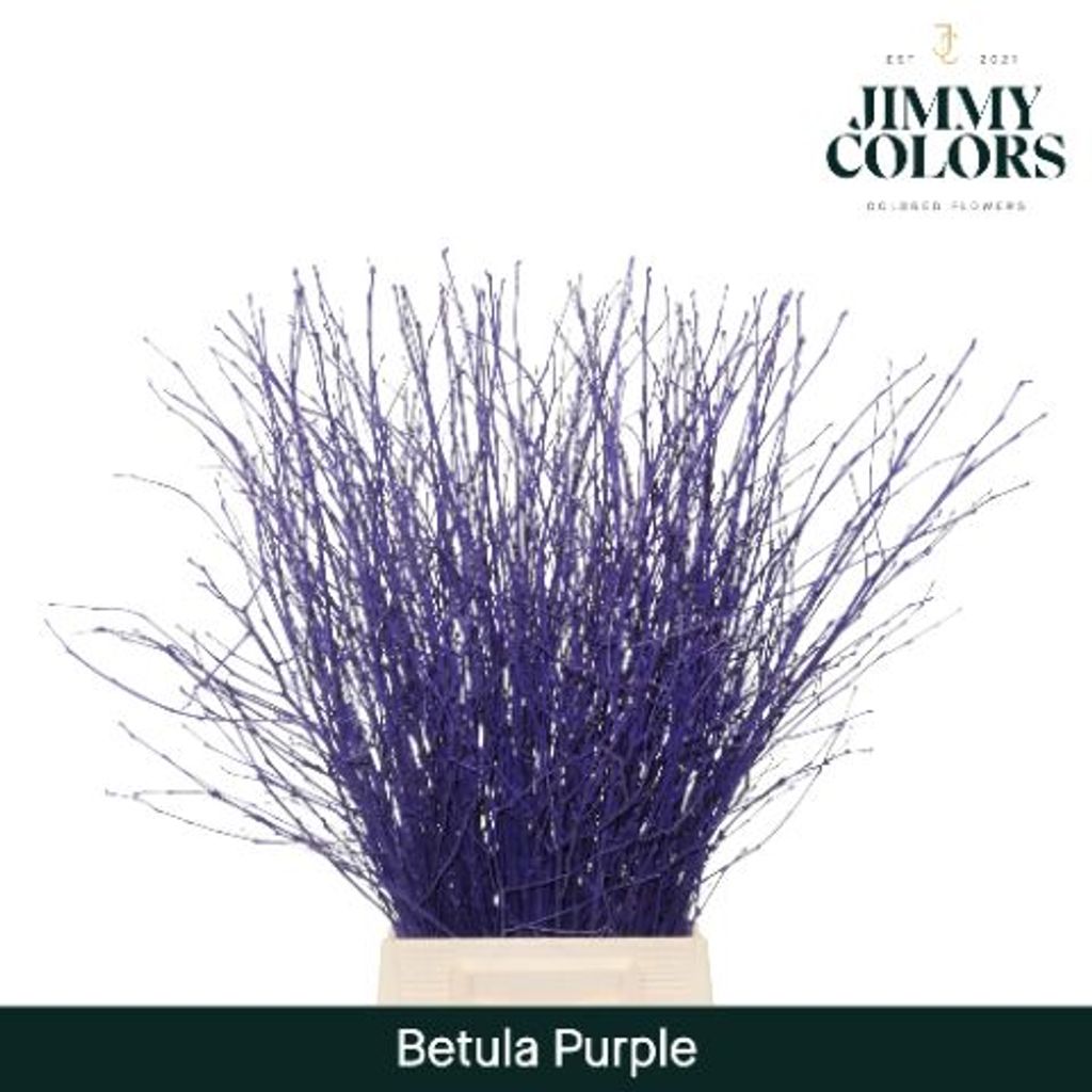 Срезанные цветы оптом Betula paint purple от 10шт из Голландии с доставкой по России