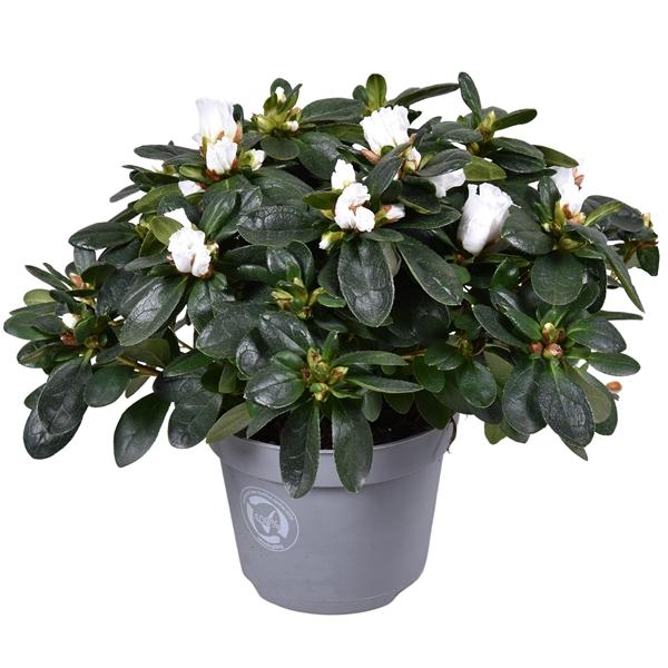 Горшечные цветы и растения оптом Azalea White от 6шт из Голландии с доставкой по России