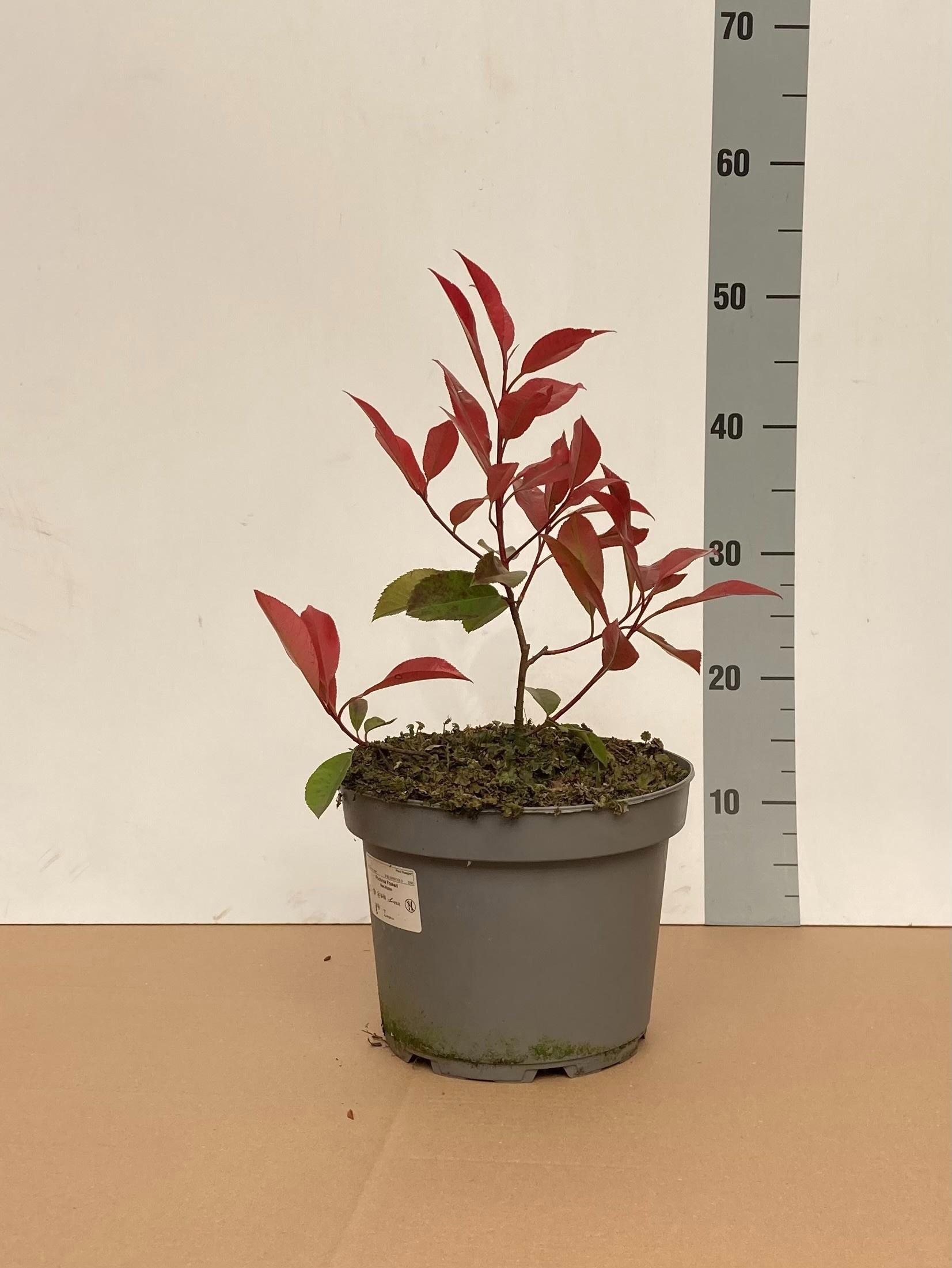 Горшечные цветы и растения оптом Phot Fr Red Robin от 1шт из Голландии с доставкой по России