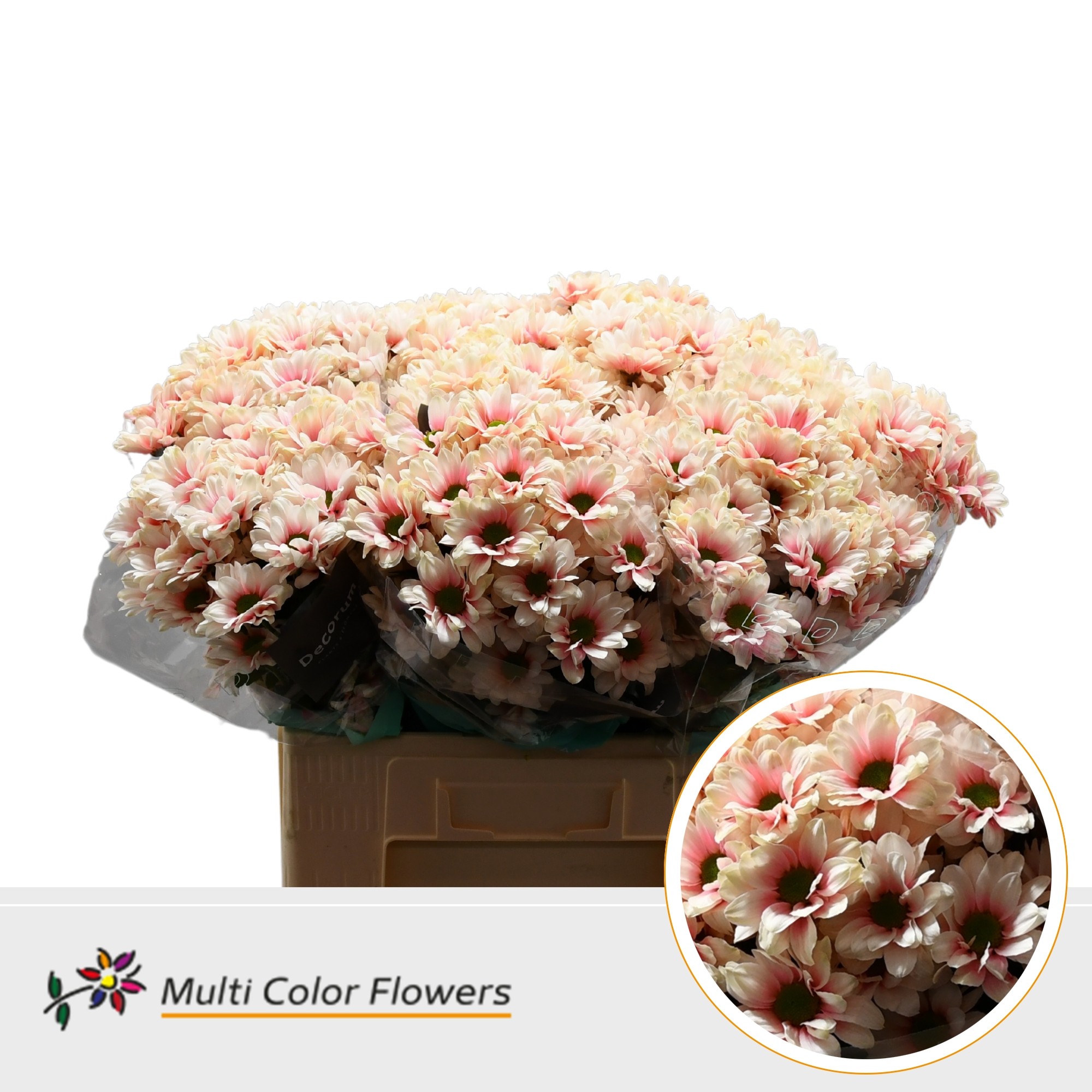 Срезанные цветы оптом Chrys sp paint kennedy soft peach от 40шт из Голландии с доставкой по России