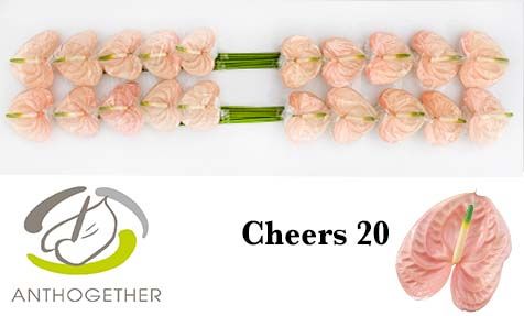 Срезанные цветы оптом Anthurium cheers от 20шт из Голландии с доставкой по России