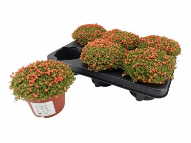 Горшечные цветы и растения оптом Nert Gr Astrid от 6шт из Голландии с доставкой по России