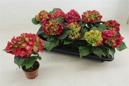Горшечные цветы и растения оптом Hydrangea Ma Hot Red 1+ от 10шт (для телеги) из Голландии с доставкой по России