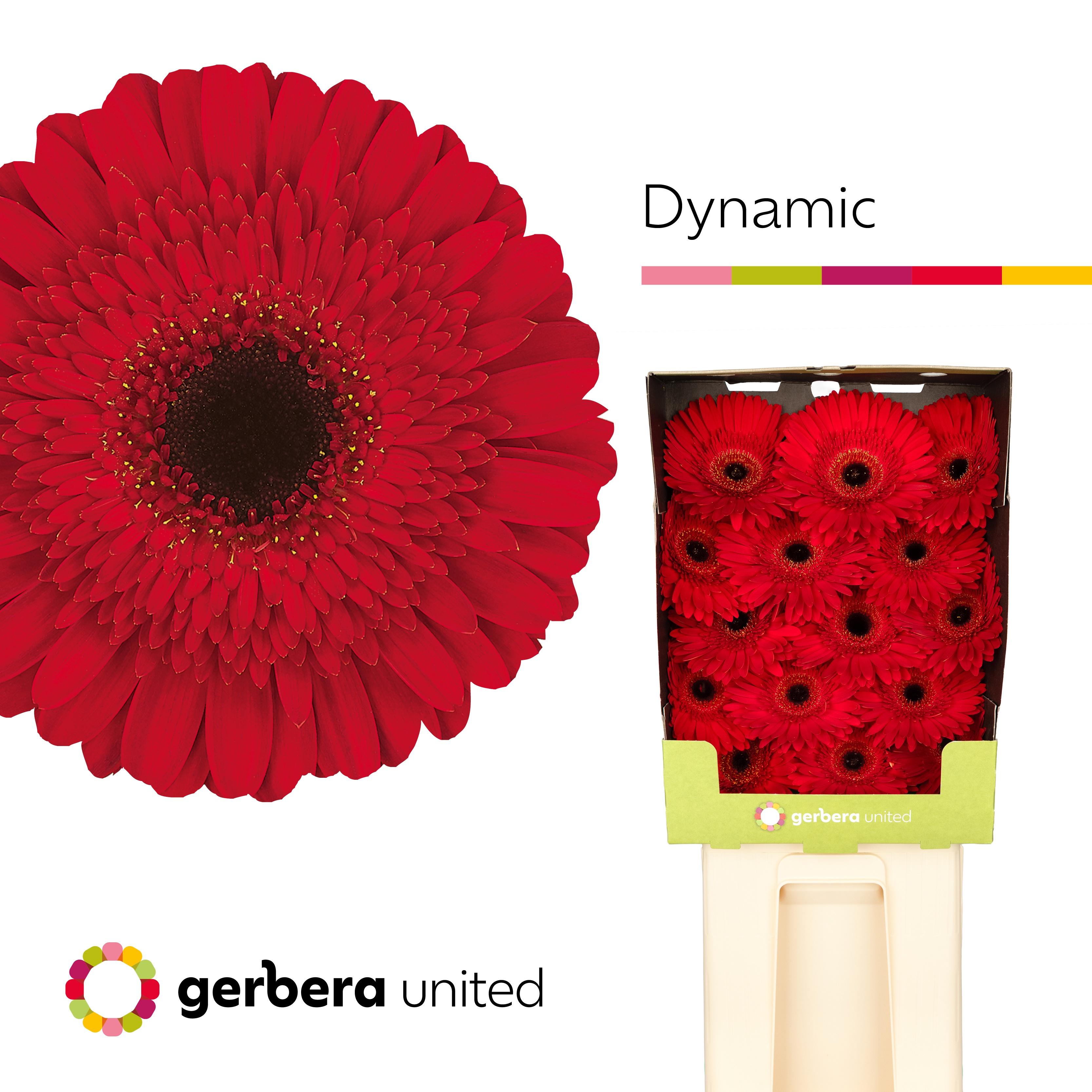 Срезанные цветы оптом Gerbera diamond dynamic A от 30шт из Голландии с доставкой по России