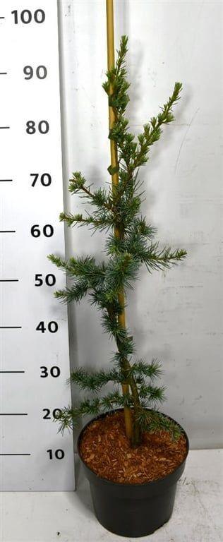 Горшечные цветы и растения оптом Cedrus Lib Glauca от 1шт из Голландии с доставкой по России