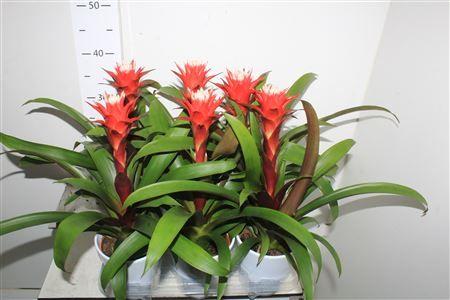 Горшечные цветы и растения оптом Guzm Hope Deco Ceramic от 6шт из Голландии с доставкой по России