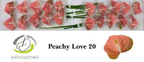 Срезанные цветы оптом Anthurium love peach от 20шт из Голландии с доставкой по России