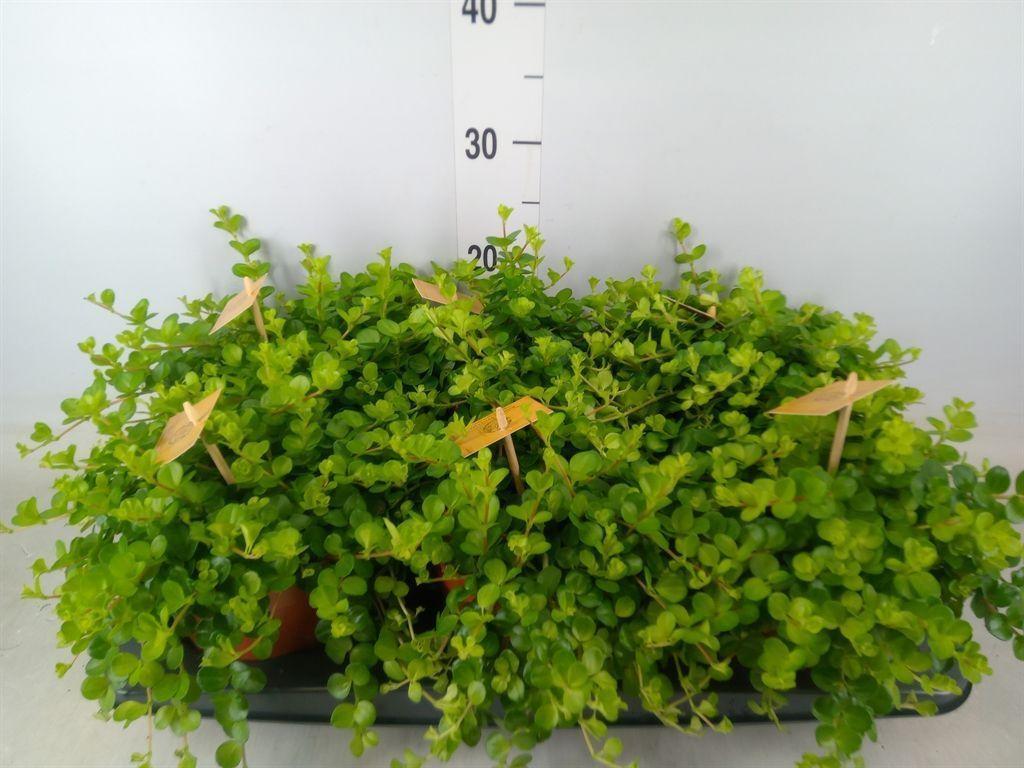 Горшечные цветы и растения оптом Peperomia Rotundifolia от 6шт из Голландии с доставкой по России