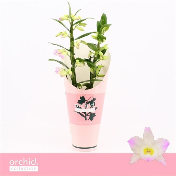 Горшечные цветы и растения оптом Dendr Nob 2st Kumiko Compact Orchid Collection от 6шт из Голландии с доставкой по России