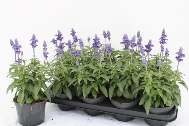 Горшечные цветы и растения оптом Salvia Farinacea от 8шт из Голландии с доставкой по России Горшечные цветы и растения оптом Salvia Farinacea от 8шт из Голландии с доставкой по России
