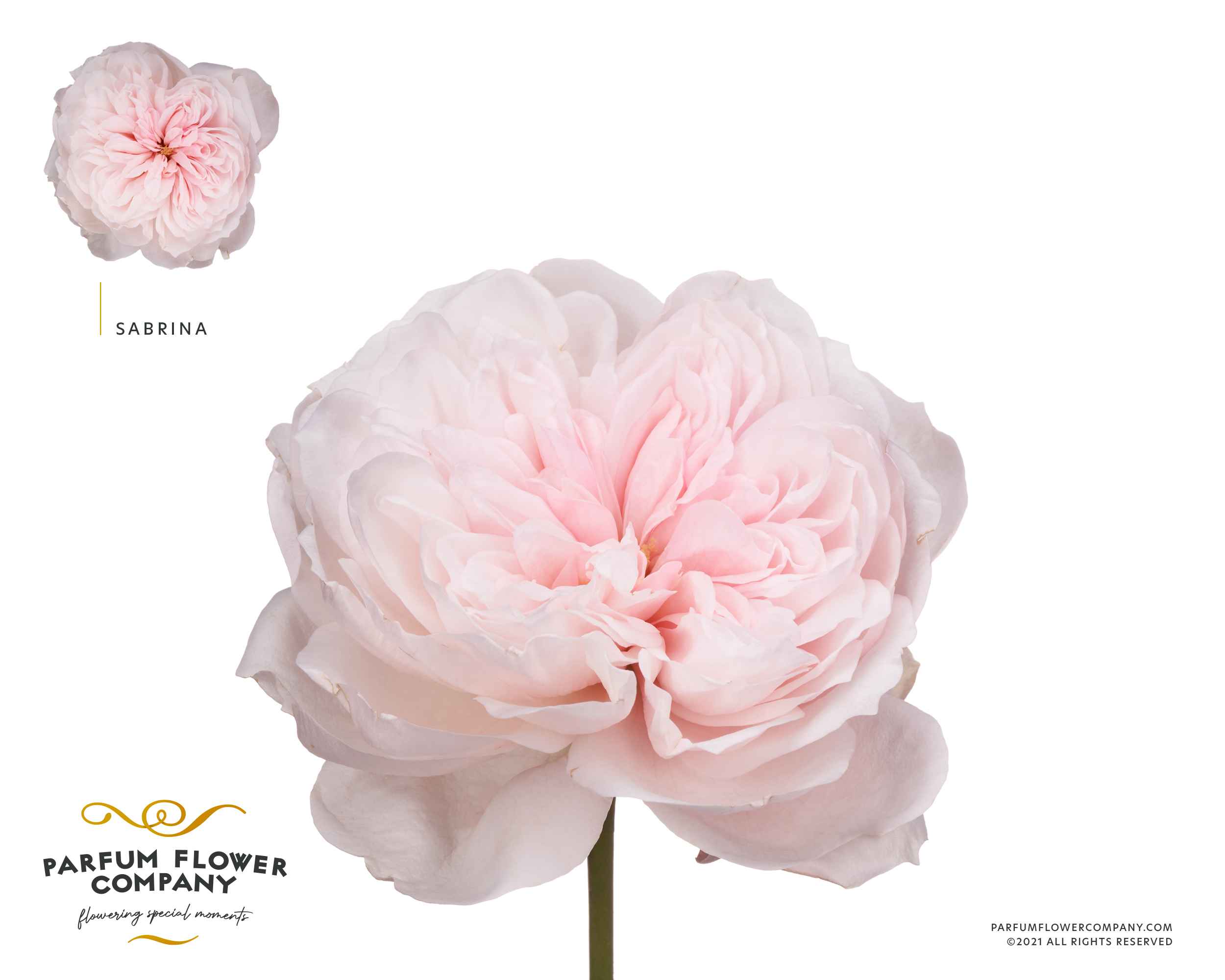Срезанные цветы оптом Rosa la garden sabrina от 24шт из Голландии с доставкой по России