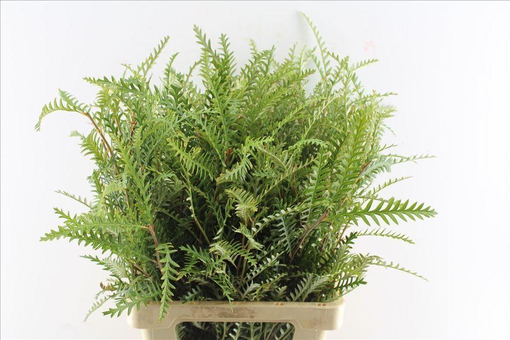 Срезанные цветы оптом Grevillea paint green от 50шт из Голландии с доставкой по России