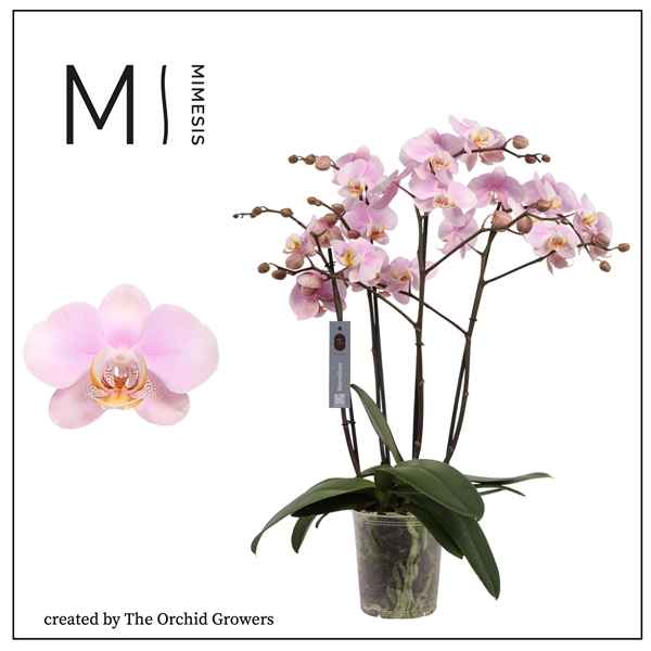 Горшечные цветы и растения оптом Phal 4st Marvellous Light Pink 50+ (the Orchid Gro от 4шт из Голландии с доставкой по России