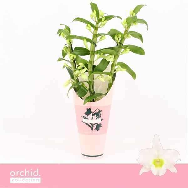 Горшечные цветы и растения оптом Den Nob 3st Apollon Orchid Collection от 6шт из Голландии с доставкой по России