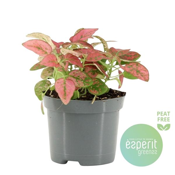 Горшечные цветы и растения оптом Hypoestes Red от 21шт (для телеги) из Голландии с доставкой по России