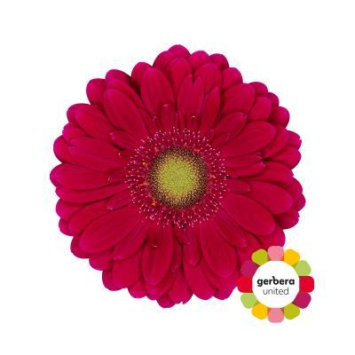 Срезанные цветы оптом Germini vivian от 30шт из Голландии с доставкой по России