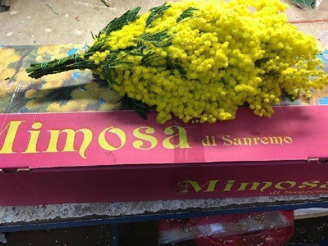 Срезанные цветы оптом Mimosa Gaulois 6x400 gr.bunch от 1шт из Голландии с доставкой по России