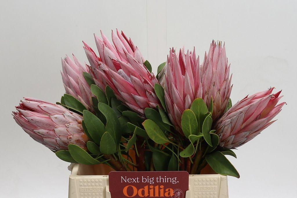 Срезанные цветы оптом Protea cynaroides (king) от 10шт. из Голландии с доставкой по России