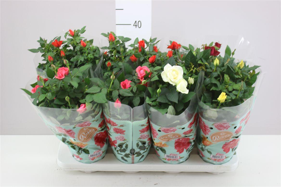 Горшечные цветы и растения оптом Rosa Favourite Gemengd от 8шт из Голландии с доставкой по России Горшечные цветы и растения оптом Rosa Favourite Gemengd от 8шт из Голландии с доставкой по России