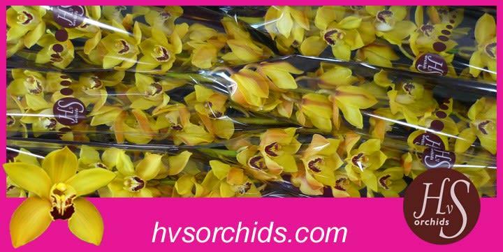 Срезанные цветы оптом Cymbidium yellow cookbridge от 6шт.. из Голландии с доставкой по России