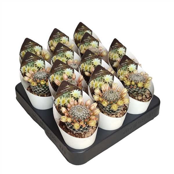 Горшечные цветы и растения оптом Mammillaria Duwei - Pot Ø 6,5 With Potcover (succu от 12шт из Голландии с доставкой по России