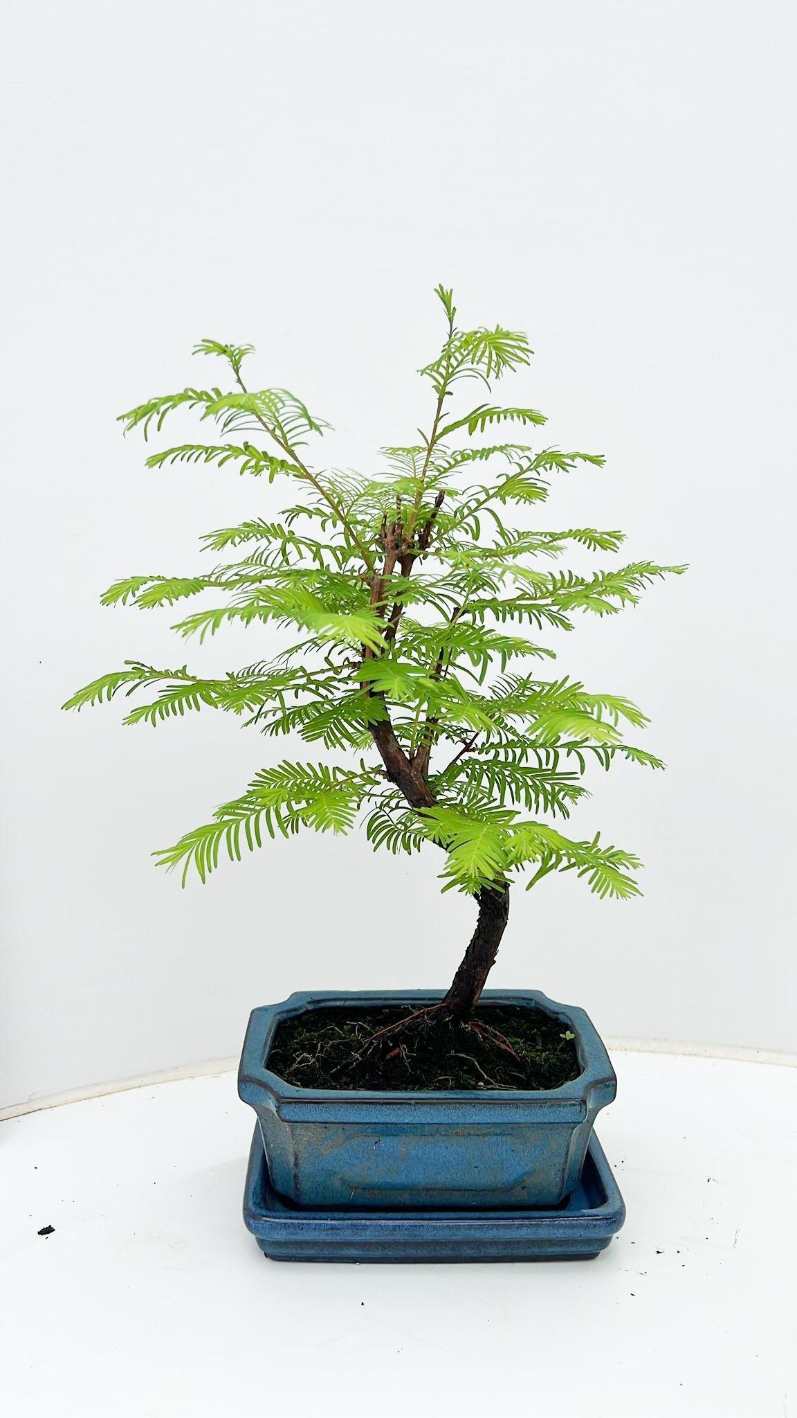 Горшечные цветы и растения оптом Bonsai Pseudolarix Amabilis , With Drip от 8шт из Голландии с доставкой по России