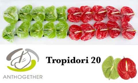 Срезанные цветы оптом Anthurium tropidori mix от 20шт из Голландии с доставкой по России