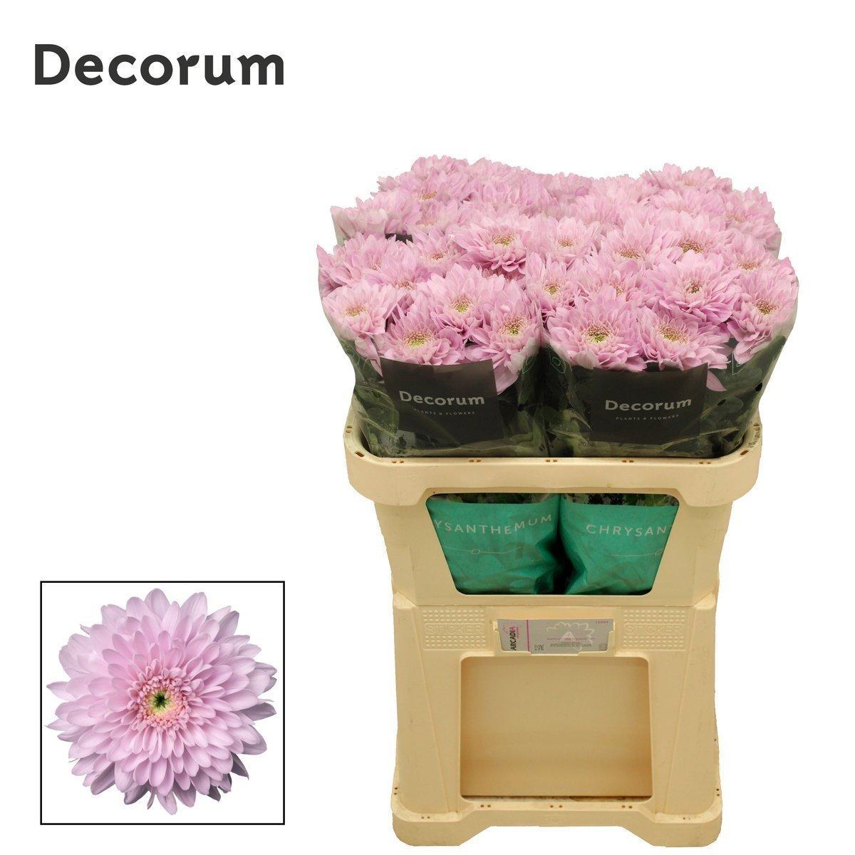 Срезанные цветы оптом Chrys bl petrushka от 40шт из Голландии с доставкой по России