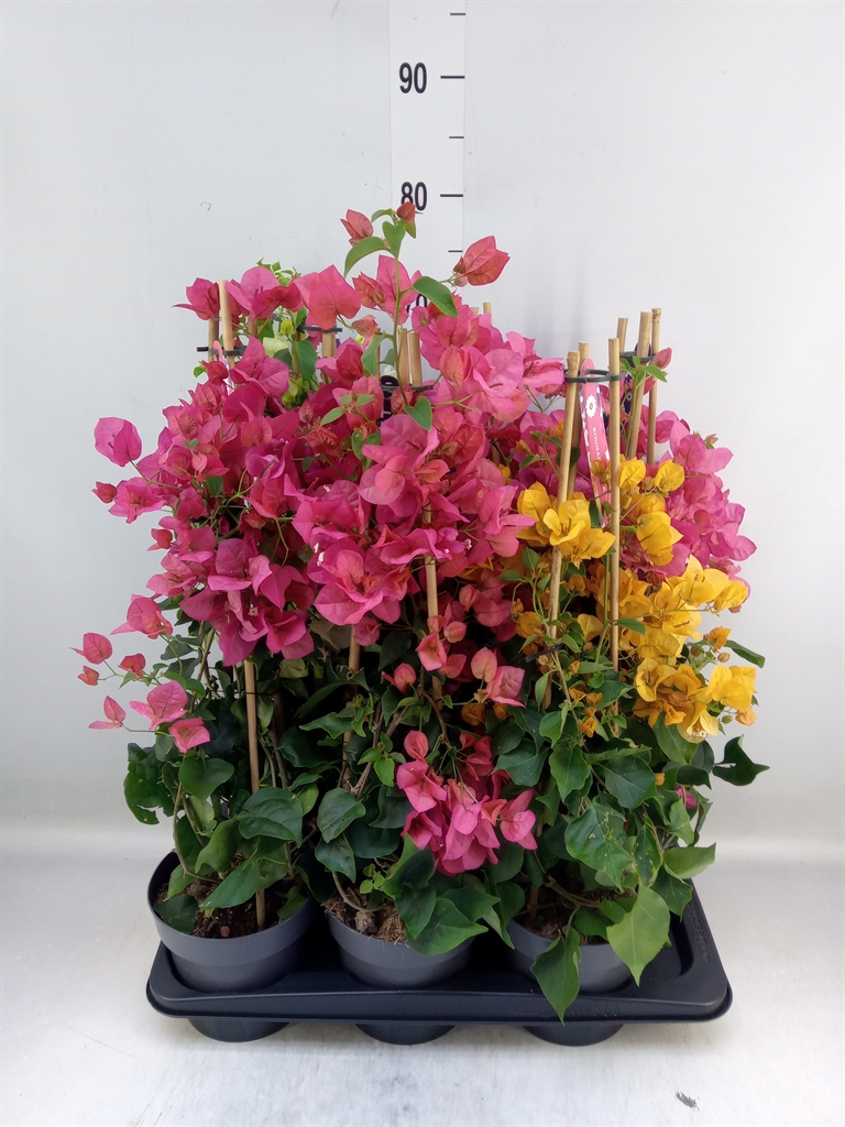 Горшечные цветы и растения оптом Bougainvillea   ... от 6шт из Голландии с доставкой по России