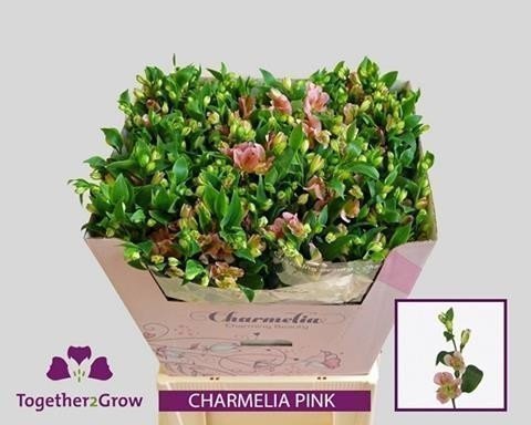 Срезанные цветы оптом Alstroemeria fl charmelia pink от 80шт из Голландии с доставкой по России Срезанные цветы оптом Alstroemeria fl charmelia pink от 80шт из Голландии с доставкой по России