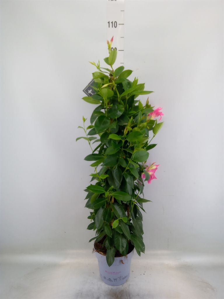 Горшечные цветы и растения оптом Mandevilla   ... от 1шт из Голландии с доставкой по России